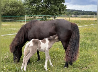 Icelandic Horse, Mare, 1 year, 13,3 hh