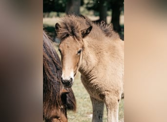 Icelandic Horse, Mare, 1 year, 14.1 hh, Brown