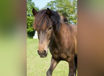 Icelandic Horse, Mare, 1 year, 14.1 hh, Grullo