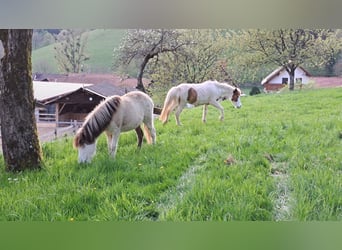 Icelandic Horse, Mare, 1 year, 14.1 hh, Pinto