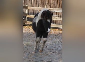 Icelandic Horse, Mare, 1 year, 14,1 hh, Pinto