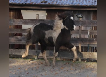 Icelandic Horse, Mare, 1 year, 14,1 hh, Pinto