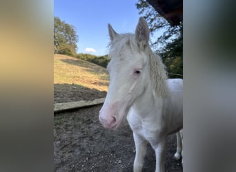 Icelandic Horse, Mare, 1 year, 14,1 hh, White