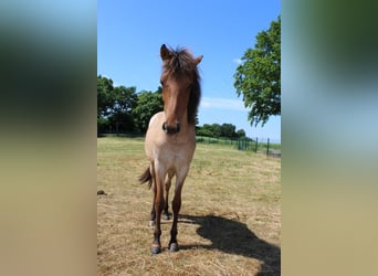 Icelandic Horse, Mare, 1 year, 14 hh, Roan-Bay