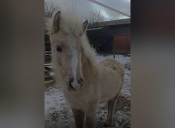 Icelandic Horse, Mare, 1 year, 9,2 hh, White