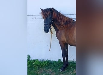 Icelandic Horse, Mare, 1 year, Black