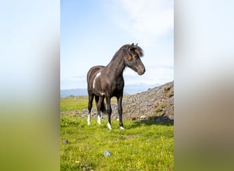 Icelandic Horse, Mare, 1 year, Pinto