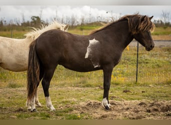 Icelandic Horse, Mare, 1 year, Pinto