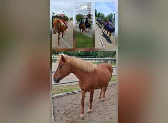 Icelandic Horse, Mare, 20 years, 12,3 hh, Chestnut-Red