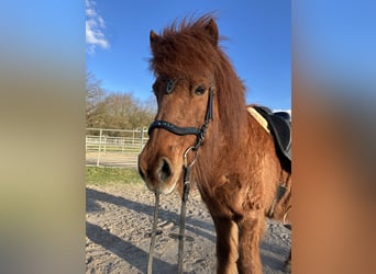 Icelandic Horse, Mare, 20 years, 13 hh, Chestnut-Red