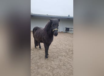 Icelandic Horse, Mare, 20 years, 13,1 hh, Black
