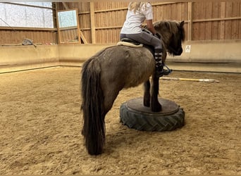 Icelandic Horse, Mare, 20 years, 14.1 hh, Dun