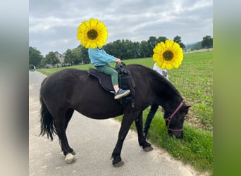 Icelandic Horse Mix, Mare, 21 years, 13.2 hh, Black