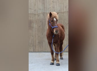 Icelandic Horse, Mare, 21 years, Chestnut-Red