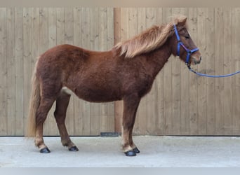 Icelandic Horse, Mare, 21 years, Chestnut-Red