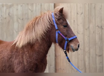 Icelandic Horse, Mare, 21 years, Chestnut-Red