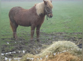 Icelandic Horse, Mare, 22 years, 13.2 hh, Chestnut