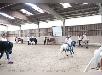 Icelandic Horse, Mare, 22 years, 13,1 hh, Bay-Dark