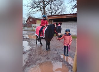Icelandic Horse, Mare, 22 years, 13,1 hh, Bay-Dark