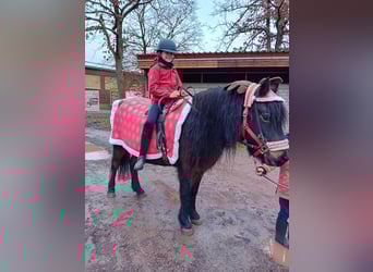 Icelandic Horse, Mare, 22 years, 13,1 hh, Bay-Dark