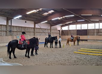 Icelandic Horse, Mare, 22 years, 13,1 hh, Bay-Dark