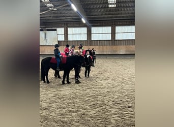 Icelandic Horse, Mare, 22 years, 13,1 hh, Bay-Dark