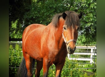 Icelandic Horse, Mare, 24 years, Brown