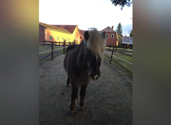 Icelandic Horse, Mare, 25 years, 13.2 hh, Black