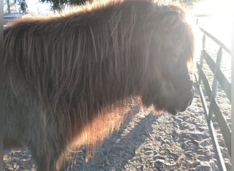 Icelandic Horse, Mare, 25 years, 13.2 hh, Black