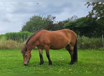 Icelandic Horse, Mare, 26 years, 13.1 hh, Brown