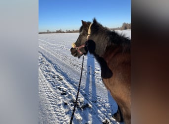 Icelandic Horse, Mare, 26 years, 14 hh, Black