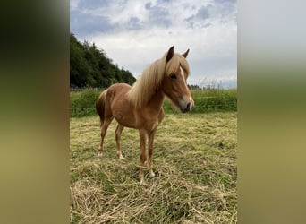 Icelandic Horse, Mare, 2 years, 12,2 hh, Chestnut-Red