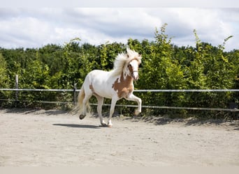 Icelandic Horse, Mare, 2 years, 12,2 hh, Chestnut-Red