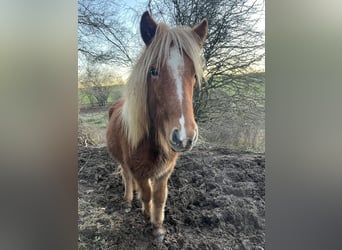 Icelandic Horse, Mare, 2 years, 12,2 hh, Chestnut-Red