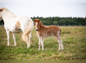 Icelandic Horse, Mare, 2 years, 12,2 hh, Chestnut-Red