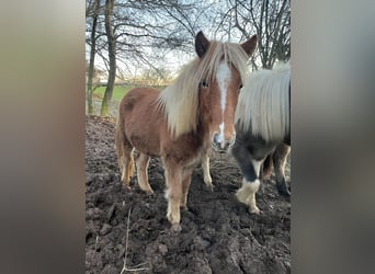 Icelandic Horse, Mare, 2 years, 12,2 hh, Chestnut-Red