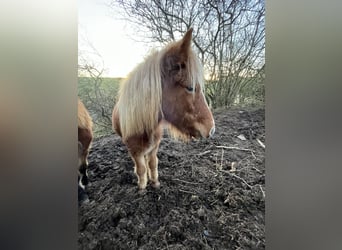 Icelandic Horse, Mare, 2 years, 12,2 hh, Chestnut-Red