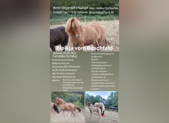 Icelandic Horse, Mare, 2 years, 13,1 hh, Dun