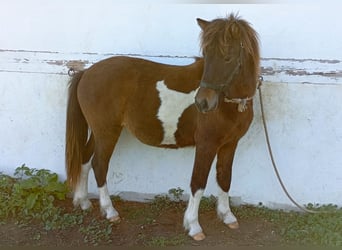 Icelandic Horse, Mare, 2 years, 13.1 hh, Pinto