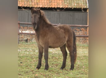 Icelandic Horse, Mare, 2 years, 13.2 hh, Black