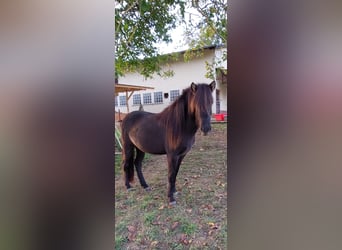 Icelandic Horse, Mare, 2 years, 13.2 hh, Black