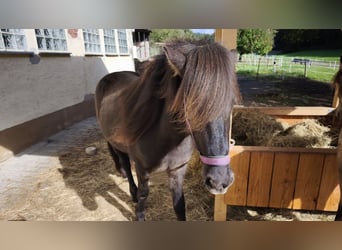 Icelandic Horse, Mare, 2 years, 13.2 hh, Black