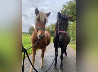 Icelandic Horse, Mare, 2 years, 13,2 hh, Black