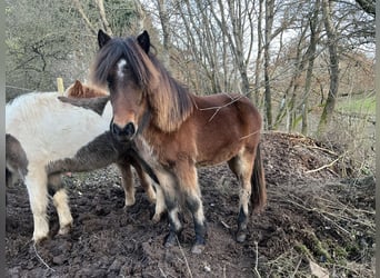 Icelandic Horse, Mare, 2 years, 13,2 hh, Brown