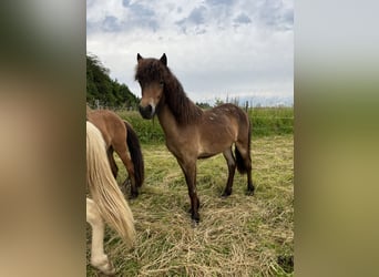 Icelandic Horse, Mare, 2 years, 13,2 hh, Brown