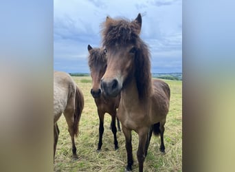 Icelandic Horse, Mare, 2 years, 13,2 hh, Brown