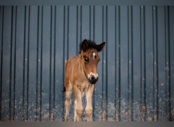 Icelandic Horse, Mare, 2 years, 13,2 hh, Brown