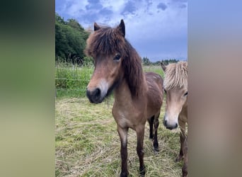 Icelandic Horse, Mare, 2 years, 13,2 hh, Brown