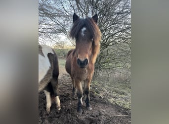 Icelandic Horse, Mare, 2 years, 13,2 hh, Brown