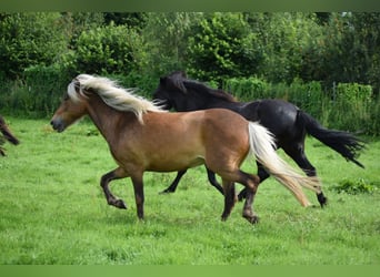 Icelandic Horse, Mare, 2 years, 13,2 hh, Chestnut-Red